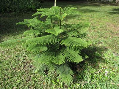 norfolk island pine